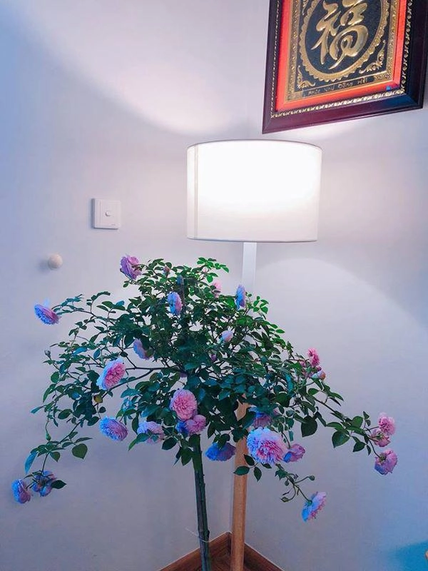 Mẹ hà nội chỉ cách cắm hoa tươi suốt 9 ngày nghỉ tết bông nào bông nấy đẹp bung lụa - 10