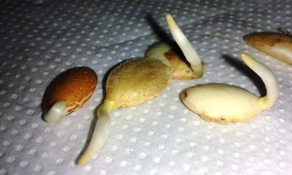 Mẹ trẻ đem hạt đào ươm vội ra vườn ai ngờ đậu quả ra trĩu trịt cả nhà thích mê - 3