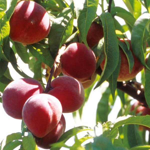 Mẹ trẻ đem hạt đào ươm vội ra vườn ai ngờ đậu quả ra trĩu trịt cả nhà thích mê - 6