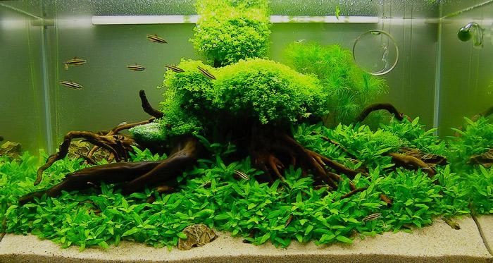 Nhà thêm sang bội phần nhờ biết cách trồng cây thủy sinh để bàn cây sống trong bể cá - 2
