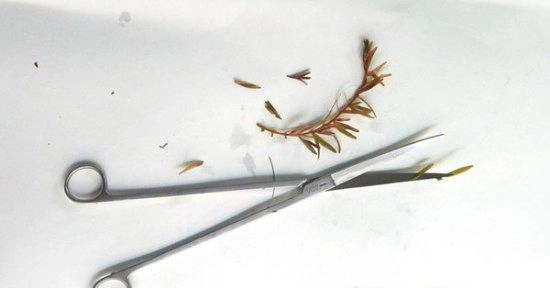 Nhà thêm sang bội phần nhờ biết cách trồng cây thủy sinh để bàn cây sống trong bể cá - 3