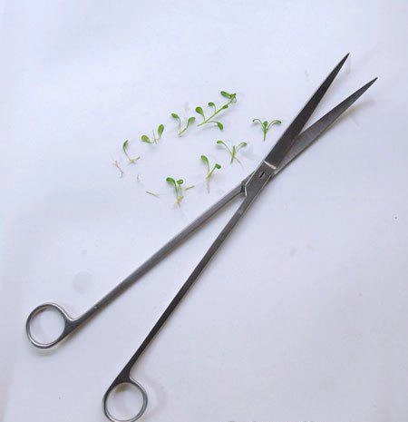 Nhà thêm sang bội phần nhờ biết cách trồng cây thủy sinh để bàn cây sống trong bể cá - 4