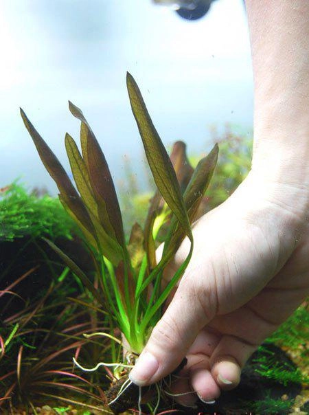 Nhà thêm sang bội phần nhờ biết cách trồng cây thủy sinh để bàn cây sống trong bể cá - 5