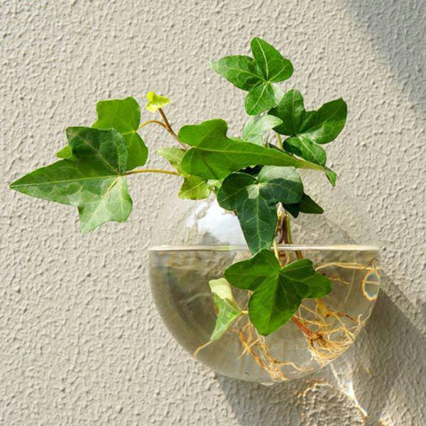 Nhà thêm sang bội phần nhờ biết cách trồng cây thủy sinh để bàn cây sống trong bể cá - 6