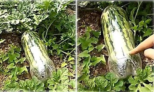 Nhét quả dưa hấu vào chai nhựa tưởng kỳ lạ nhưng cuối cùng nhà nhà muốn học theo - 2