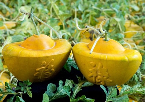 Nhét quả dưa hấu vào chai nhựa tưởng kỳ lạ nhưng cuối cùng nhà nhà muốn học theo - 6