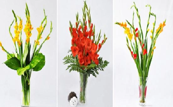 Những loài hoa đẹp trưng bày dịp tết mang lại may mắn cho gia chủ - 3