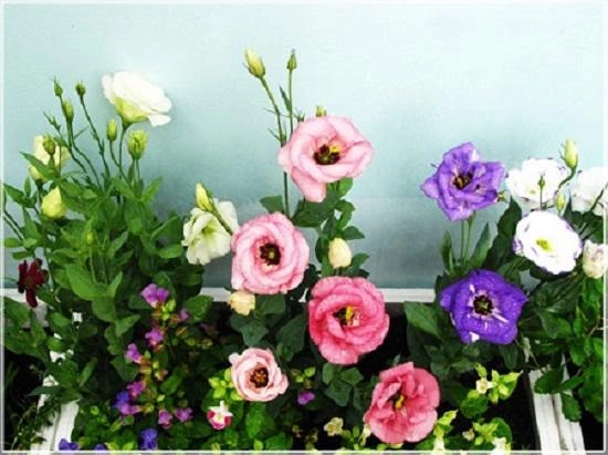 Những loài hoa đẹp trưng bày dịp tết mang lại may mắn cho gia chủ - 4