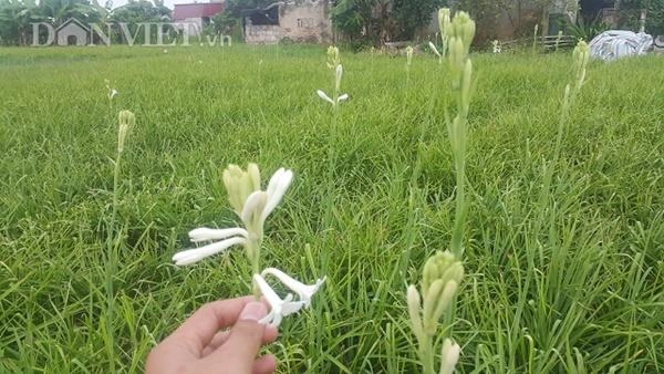 Ninh bình cả làng khấm khá nhờ trồng cây ra hoa trắng như mây - 1