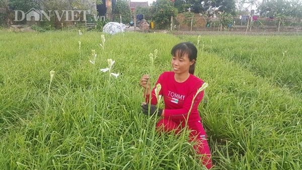 Ninh bình cả làng khấm khá nhờ trồng cây ra hoa trắng như mây - 2