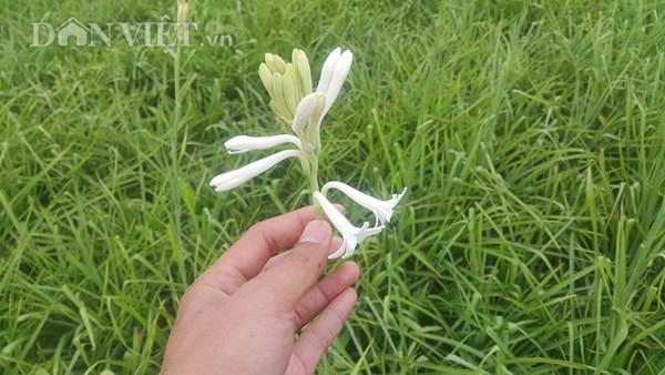 Ninh bình cả làng khấm khá nhờ trồng cây ra hoa trắng như mây - 3