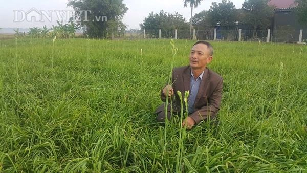 Ninh bình cả làng khấm khá nhờ trồng cây ra hoa trắng như mây - 4