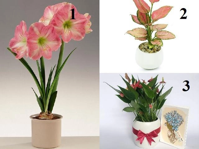 Nơi duy nhất trên thế giới tồn tại hoa hồng đen huyền bí - 6