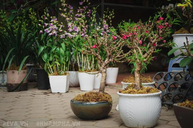 Phiên chợ bưởi cuối năm hoa lan hút khách táo bonsai ế ẩm vì giá đắt đỏ - 11