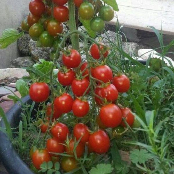 Rung cây giúp cà chua đậu quả trĩu cành nghe lạ đời nhưng nhìn thành quả thì khó tin - 1
