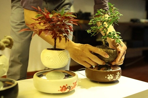 Săn bonsai bay xoay tròn trên không trung chơi tết - 3