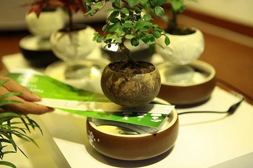 Săn bonsai bay xoay tròn trên không trung chơi tết - 6