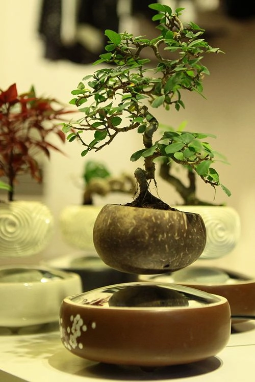 Săn bonsai bay xoay tròn trên không trung chơi tết - 7