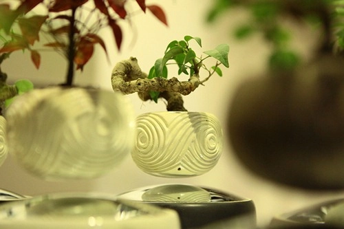 Săn bonsai bay xoay tròn trên không trung chơi tết - 9