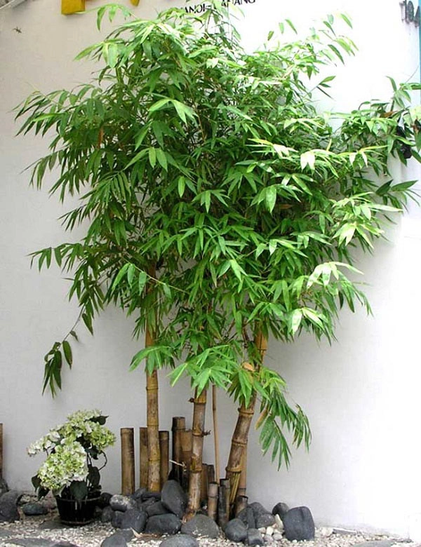 Sắp hết năm trồng ngay những cây này trước nhà để đón nhiều tài lộc - 1