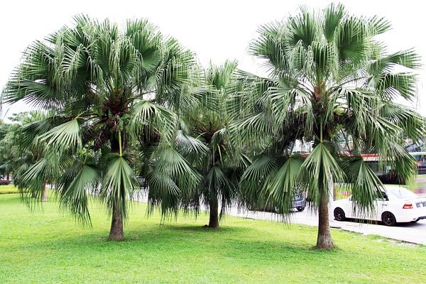 Sắp hết năm trồng ngay những cây này trước nhà để đón nhiều tài lộc - 3