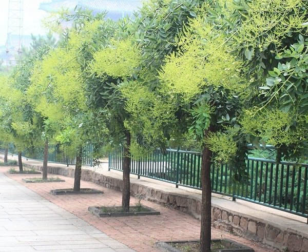 Sắp hết năm trồng ngay những cây này trước nhà để đón nhiều tài lộc - 4