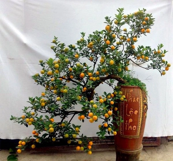 Sắp hết năm trồng ngay những cây này trước nhà để đón nhiều tài lộc - 5