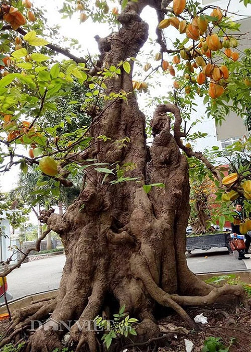 Sửng sốt với cặp khế bonsai ra quả từ gốc tới đỉnh ngọn - 3