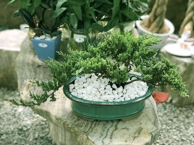 Tháng cô hồn bỏ thứ này vào ví tài lộc kéo đến ngồi không rung đùi cũng ra tiền - 5