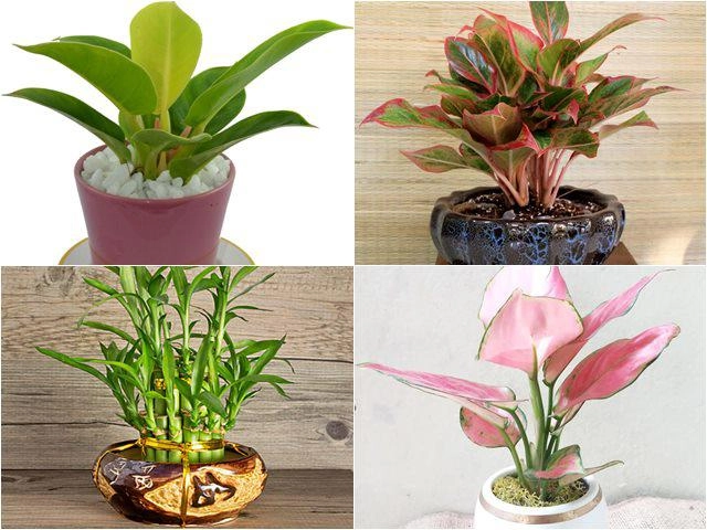 10 loài hoa đẹp nhất thế giới loài thứ 6 ở việt nam mọc đầy nhà nào cũng có - 11