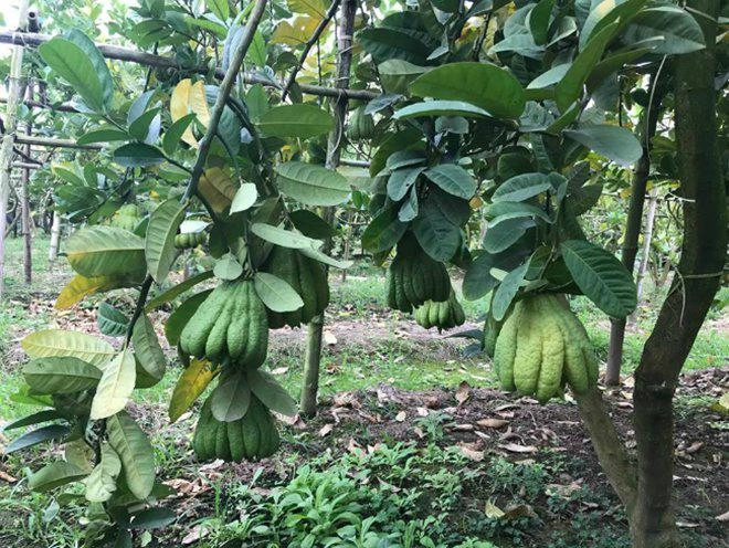 Thu hàng tỷ đồng nhờ loại quả bán không bao giờ sợ ế - 1