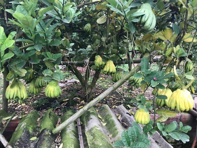 Thu hàng tỷ đồng nhờ loại quả bán không bao giờ sợ ế - 7