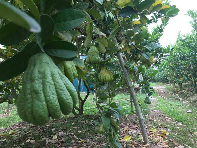 Thu hàng tỷ đồng nhờ loại quả bán không bao giờ sợ ế - 9