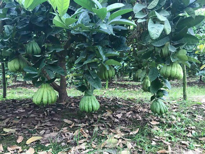 Thu hàng tỷ đồng nhờ loại quả bán không bao giờ sợ ế - 14