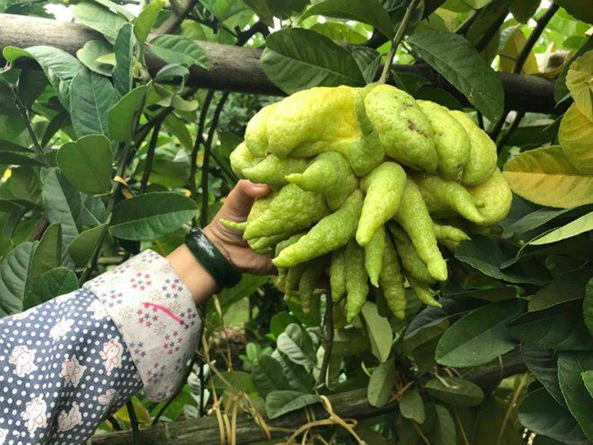 Thu hàng tỷ đồng nhờ loại quả bán không bao giờ sợ ế - 16