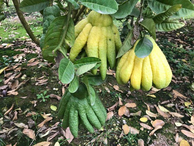 Thu hàng tỷ đồng nhờ loại quả bán không bao giờ sợ ế - 18