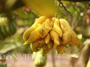 Thu hàng tỷ đồng nhờ loại quả bán không bao giờ sợ ế - 20