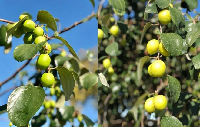 Trên đất mỹ trồng được táo ta siêu ngon sai trĩu trịt chỉ có thể là vườn nhà bằng kiều - 4