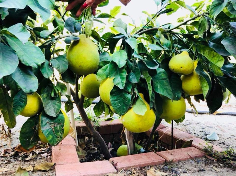 Trên đất mỹ trồng được táo ta siêu ngon sai trĩu trịt chỉ có thể là vườn nhà bằng kiều - 6
