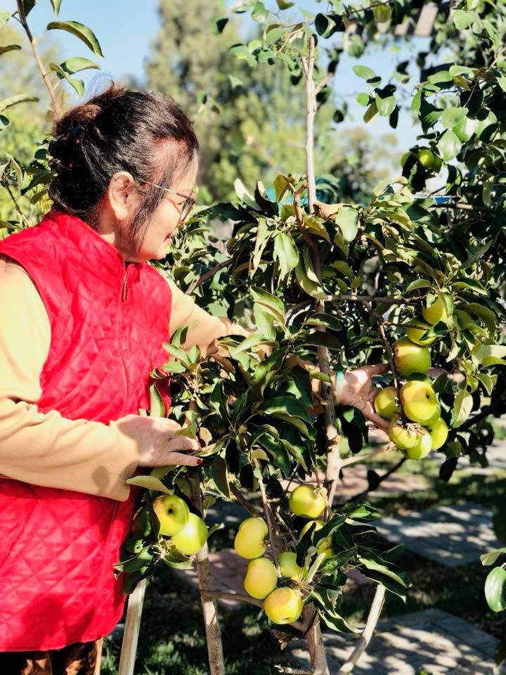 Trên đất mỹ trồng được táo ta siêu ngon sai trĩu trịt chỉ có thể là vườn nhà bằng kiều - 8