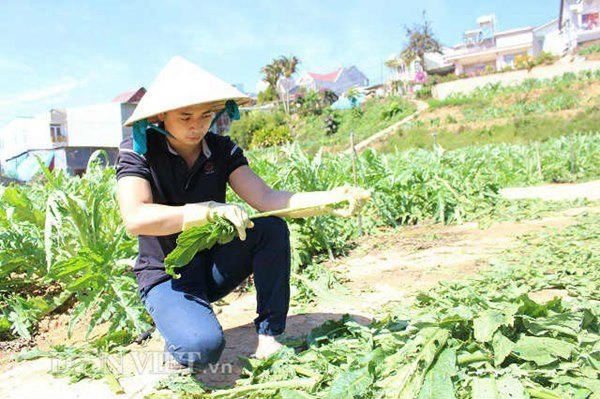 Trồng có 4000m2 loài hoa bổ từ rễ tới lá trai 9x bỏ túi 300 triệu - 6