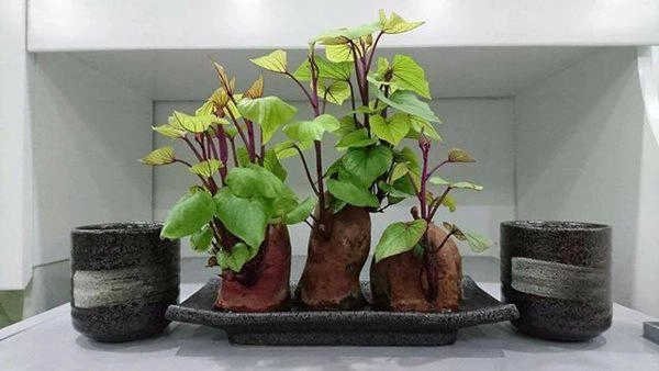 Trồng khoai lang phiên bản bonsai gây sốt mất vài nghìn mà chảnh như tiền triệu - 2