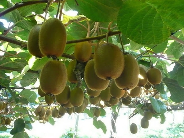 Trồng kiwi trong chậu mát nhà mà sướng miệng - 13