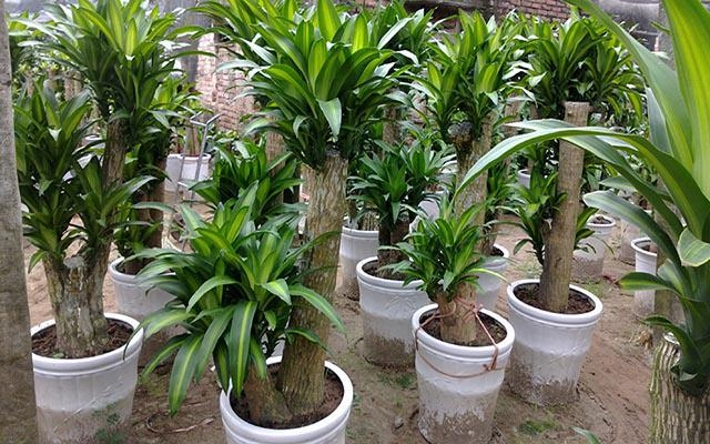 Trồng ngay cây thiết mộc lan để lọc khí độc đón may mắn quanh năm - 1
