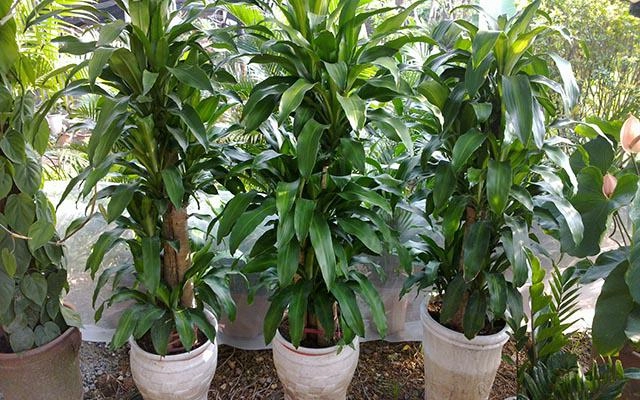 Trồng ngay cây thiết mộc lan để lọc khí độc đón may mắn quanh năm - 3