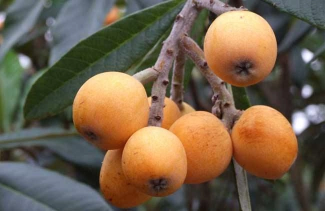 Trồng nhót tây loại quả lạ lẫm với người việt thu hơn nửa tỷ đồng mỗi năm - 1
