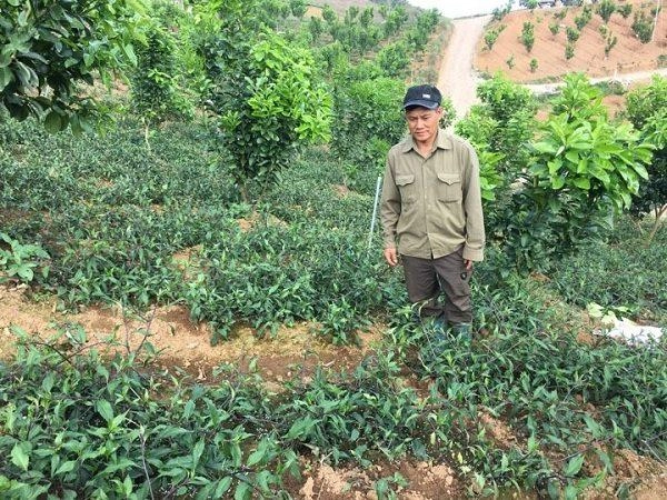 Trồng rau muống nhật nơi heo hút hái mớ nào lái khuân đi mớ đó - 1