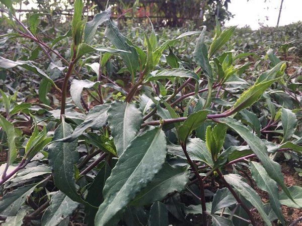 Trồng rau muống nhật nơi heo hút hái mớ nào lái khuân đi mớ đó - 3