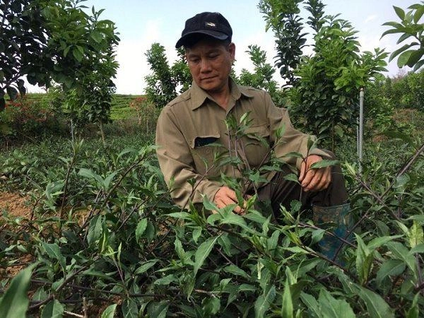 Trồng rau muống nhật nơi heo hút hái mớ nào lái khuân đi mớ đó - 4