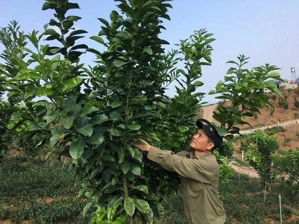 Trồng rau muống nhật nơi heo hút hái mớ nào lái khuân đi mớ đó - 5